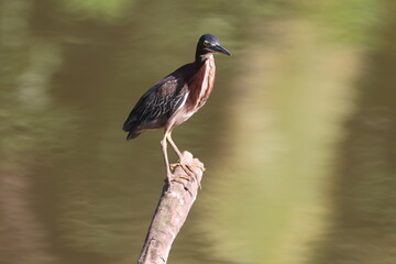 Green heron perched above a shallow body of water.