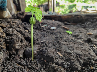 close up of young green tamarind plant