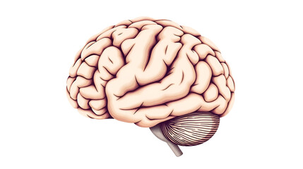 realistic human brain illustration in neutral tones on a white background