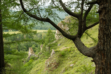 Green forest valley landscape and mountain rock surrounded by lush trees.