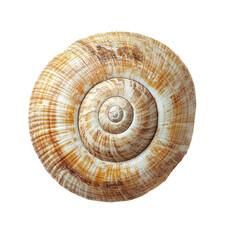 Top view of a coiled snail shell isolated on white background