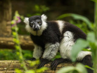 Maki vari à ceinture blanche