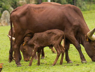 watusi