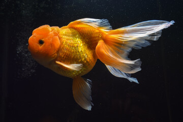 goldfish in aquarium