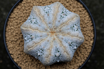 Top view of Astrophytum asterias star shape snow in a pot.