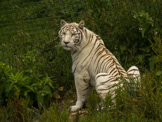 Tigre blanc