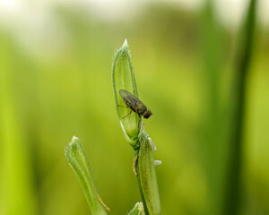 Seedling fly (Atherigona) is a destructive pest of young plants in tropical rice plantations, a...