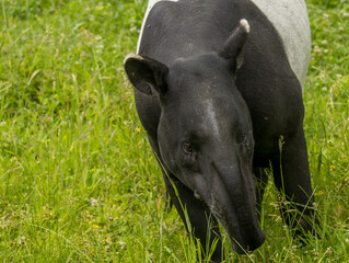 Fototapeta premium tapir malais