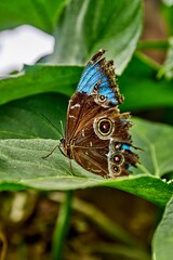 Colorful butterfly perched on vibrant green leaf, sat butterfly farm at Mariposario Machay Butterfly House in Ecuador, surrounded by lush foliage in a serene natural environment