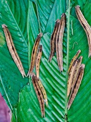 Butterfly farm, Mariposario Machay Butterfly House in Ecuador. Colorful butterfly pupae resting on vibrant green leaves in a lush tropical environment showcasing nature's beauty