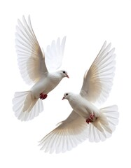 Two white doves in flight (2)