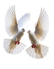 Two white doves in flight