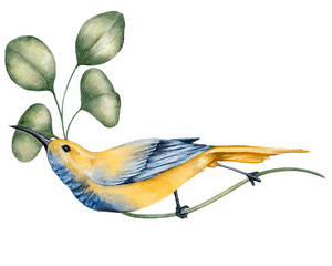 Watercolor illustration of a tropical yellow and blue bird sitting on a branch with green leaves isolated on white. Hand painted with fine details, ideal for prints, cards, and fabric designs © Evgeniia