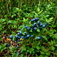 Wild blueberries growing in a dense forest, surrounded by greenery, forest floor, unpicked berries, natural environment, dense foliage