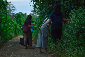 Immersed in the green landscape, the girls stop to admire small wild blooms growing along the...