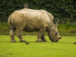 Fototapeta premium rhinocéros blanc