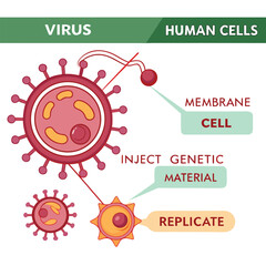 Fototapeta premium Infographic showing how a virus enters human cells