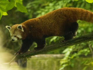 panda roux