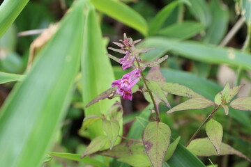 白馬 小遠見山の風景。登山道に咲くミヤママコナ。