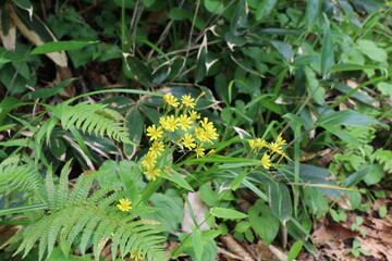 白馬 小遠見山の風景。登山道に咲くハナニガナ。