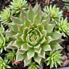 Fototapeta premium Common Houseleek (Sempervivum tectorum)