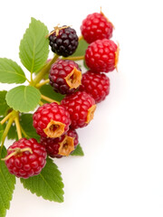Aggregate Fruits - Thimbleberry. A group of Thimbleberries arranged in a line, isolated on transparent backdrop.