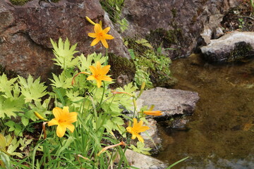 白馬 小遠見山の風景。白馬五竜高山植物園。水辺に咲くニッコウキスゲ。
