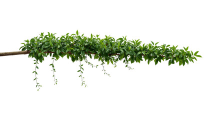 Obraz premium Lush green foliage cascading from a branch, isolated against transparency for creative designs
