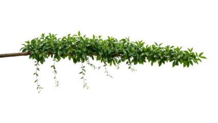 Lush green foliage cascading from a branch, isolated against transparency for creative designs