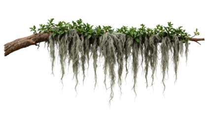 Spanish moss and leafy vegetation cascade from a gnarled branch with a clear aesthetic appeal