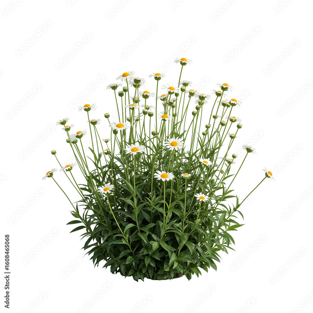 Poster delicate daisies bursting forth on an isolated plane of transparency with graceful charm and