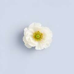 white ranunculus flower on a gray background