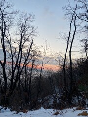 New Year’s First Sunrise Over Winter Trees and Vibrant Morning Sky