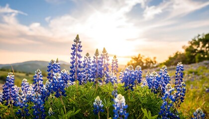 Vibrant bluebonnet sunset field