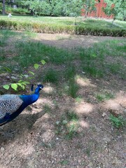 Obraz premium Elegant Blue Peacock Walking Across Green Park Lawn