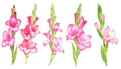 Watercolor pink gladiolus bouquet