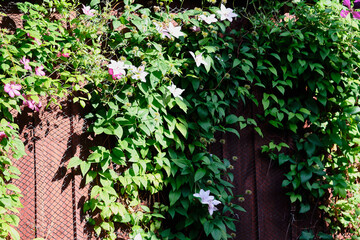 Climbing flowers adorned on a rustic wooden fence in a sunny garden during early summer