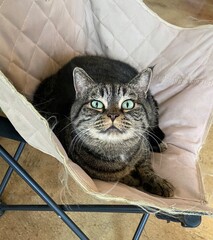 Cat with Bright Eyes Gazing Up from Soft Blanket