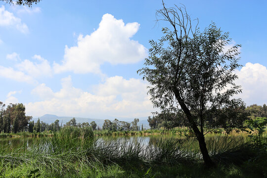 Paisaje mexicano, Bosque de Tlahuac en la Ciudad de M&eacute;xico.