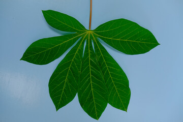 Leafy green foliage against pale blue