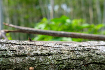 Weathered log against lush greenery