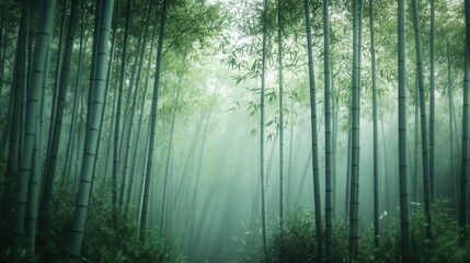 forest with mist, evoking a sense of serenity and meditation on blurred background