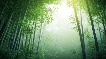 Obraz premium forest with mist, evoking a sense of serenity and meditation on blurred background