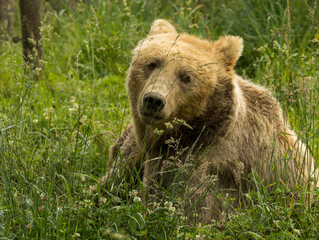 ours brun