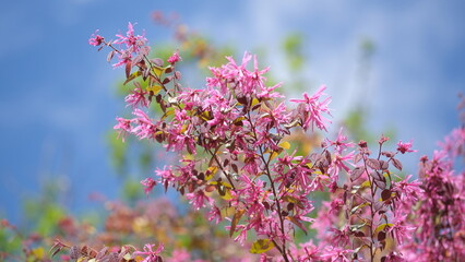 トキワマンサク