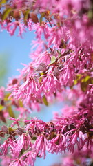 トキワマンサク