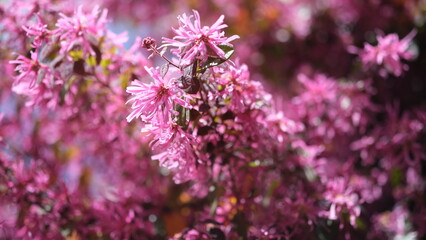 トキワマンサク