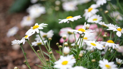 白色のマーガレット