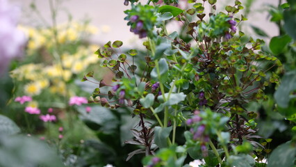 セリンセマヨール