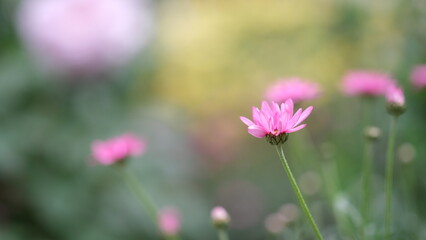 ピンク色のマーガレット